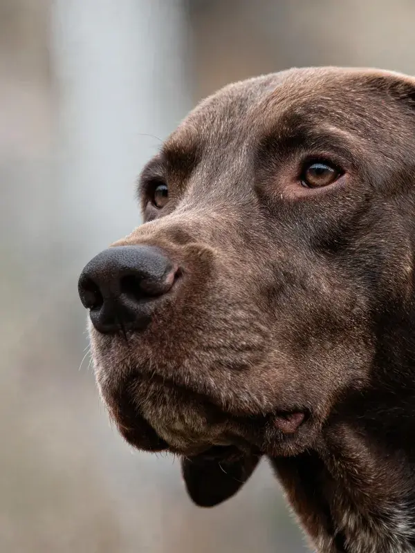 巧克力色寻回犬凝视瞬间