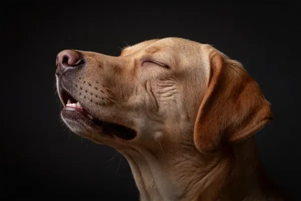拉布拉多猎犬闭眼特写镜头