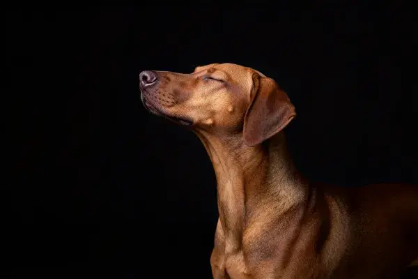 非洲猎犬头部特写于纯黑背景下