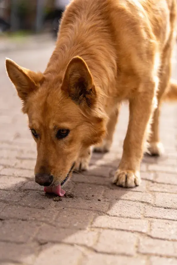拼砖路面上的浅棕色混血犬特写