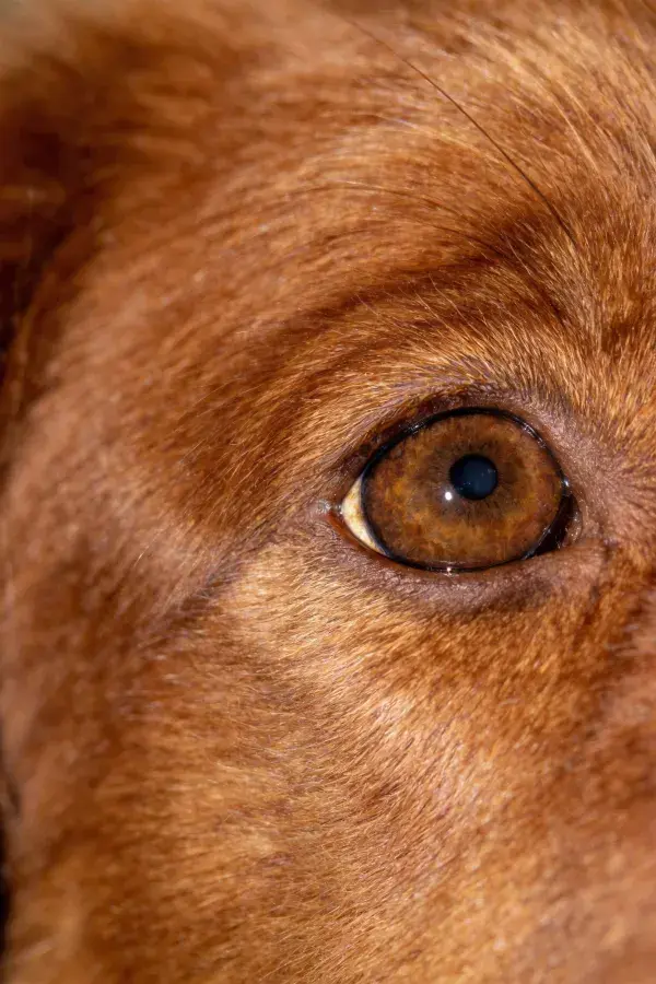 金毛寻回犬眼部特写的近距离捕捉