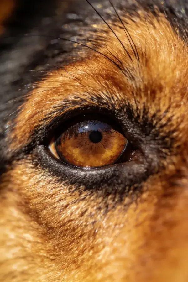 阳光下德国牧羊犬眼部特写