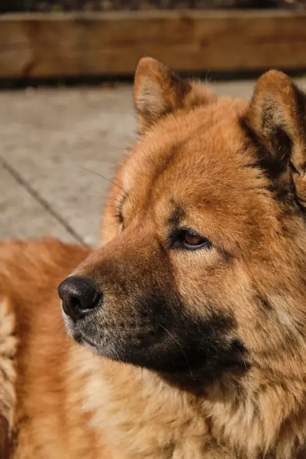 阳光明亮处红棕色松狮犬头部特写