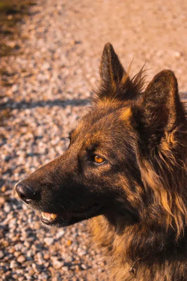 德国牧羊犬头部特写展现毛发质感