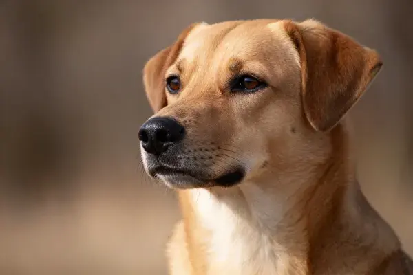 阳光下的短毛混种犬特写场景