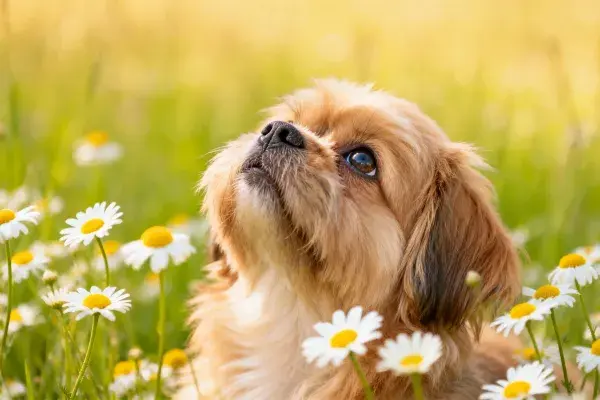 阳光草地中长毛京巴犬与雏菊花丛