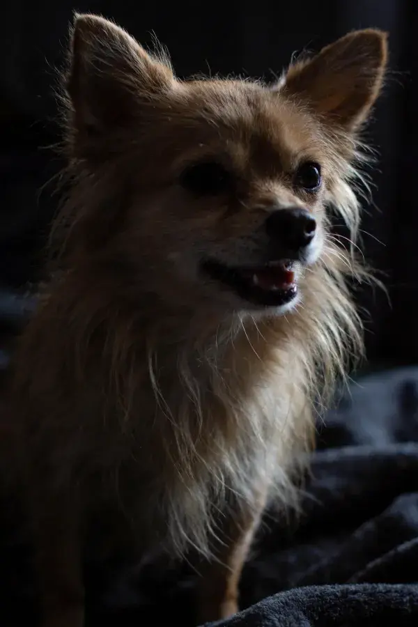 阴暗背景下的小型长毛博美犬特写