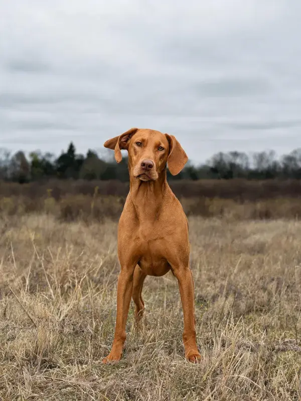 维兹拉犬站立于干燥草地场景