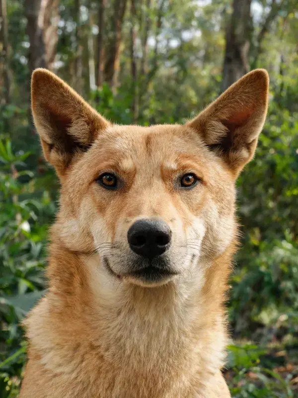 森林环境中澳洲野犬的特写