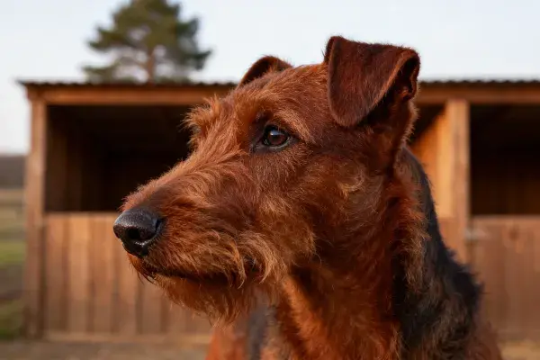 木屋附近的艾尔金猎犬