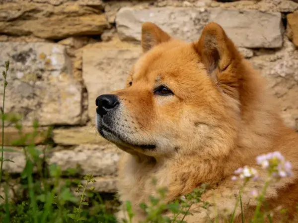 柴犬特写展现石墙前的安静姿态