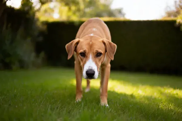 花园草地上的短毛混种犬