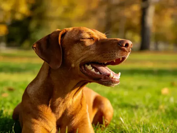 草地上的维兹拉犬特写