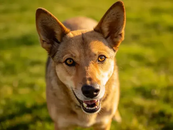 野犬混种在草地特写镜头