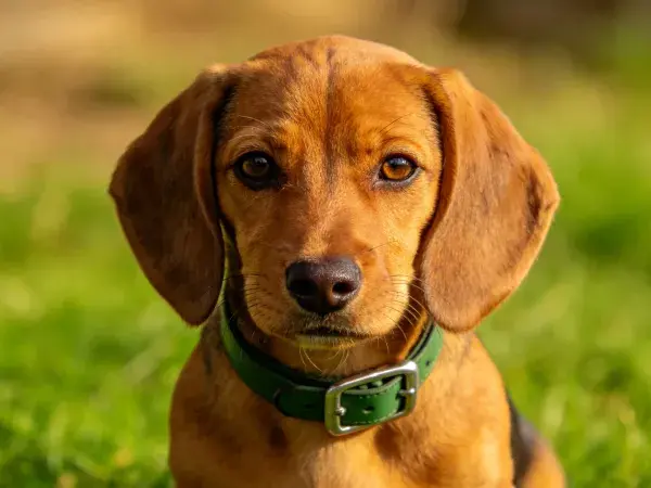 草地上的腊肠比格混种犬特写