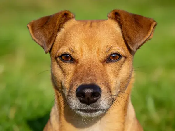 草地中短毛混种犬的特写