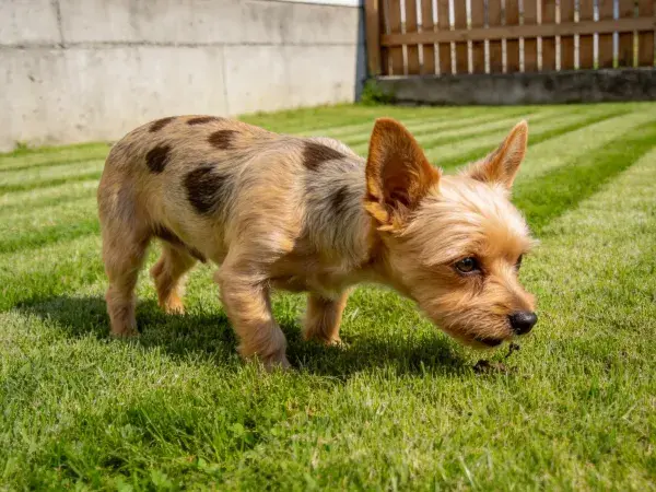 短毛斑点梗混种犬在草坪上嗅探