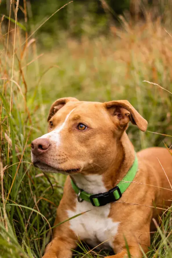 青草丛中休憩的宾莎犬
