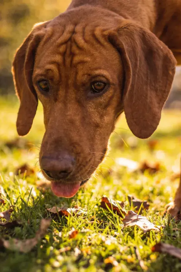 暖光下罗得西亚脊背犬草地特写