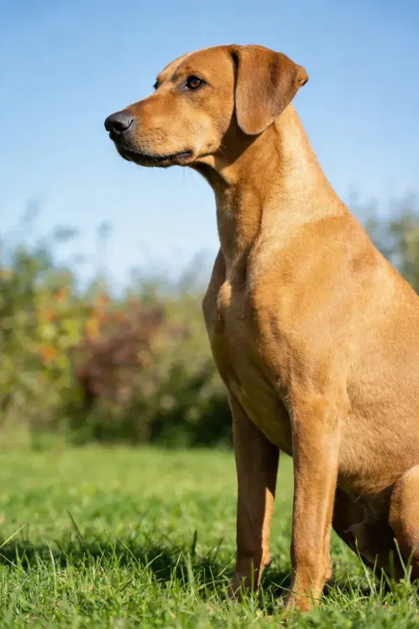 环境中棕色猎犬坐姿特写