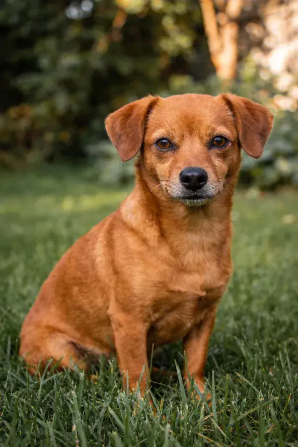 阳光草地上的小型混种犬