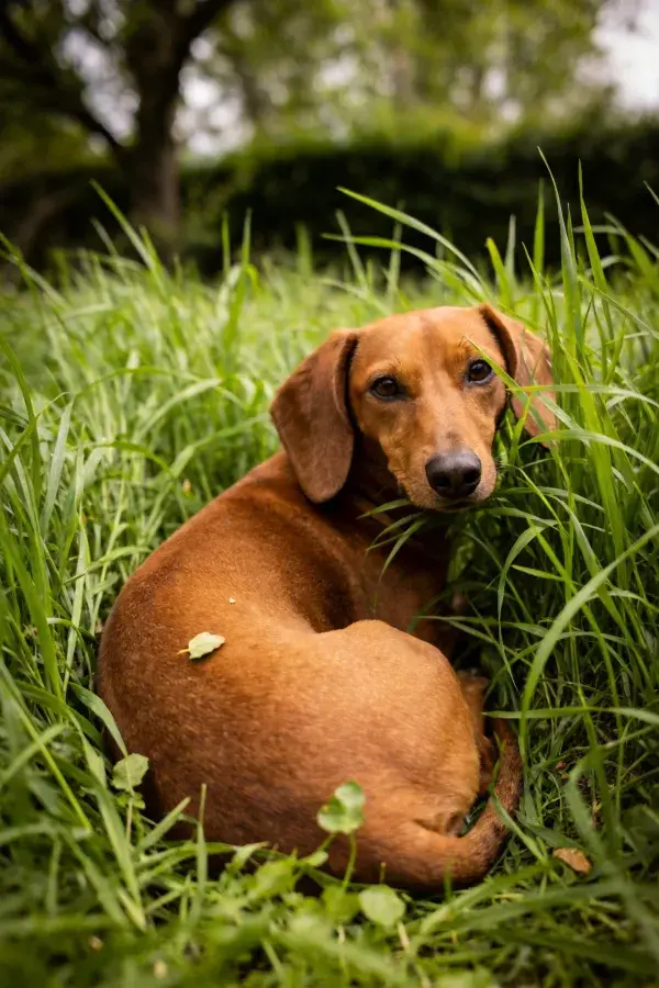 红棕色腊肠犬卧于草地