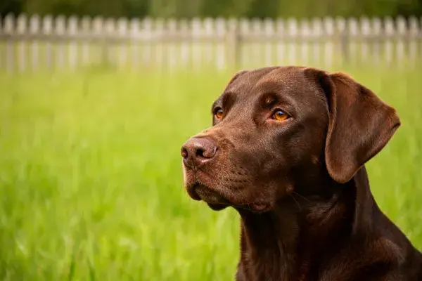 巧克力拉布拉多犬于草地围栏旁特写