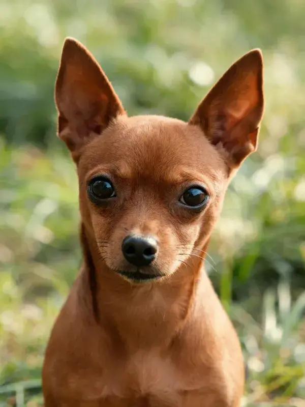 红色迷你杜宾犬的特写镜头