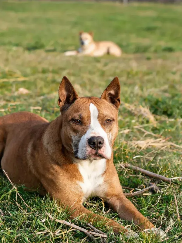斯塔福梗犬在草地休憩场景
