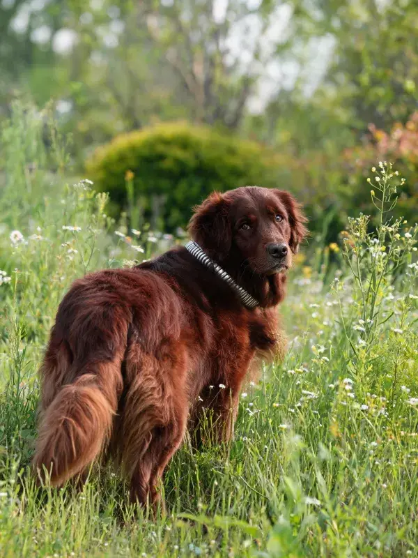 草地中爱尔兰赛特犬特写