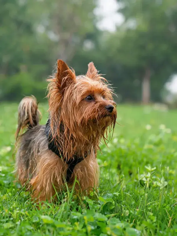 绿色草地上的小型梗犬特写