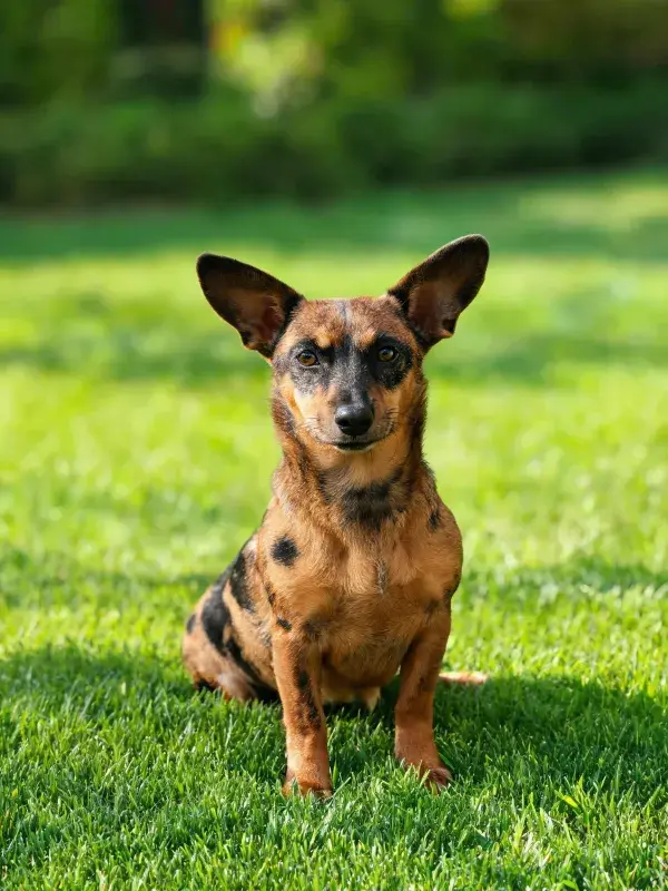 绿色草坪上短毛斑点犬的特写