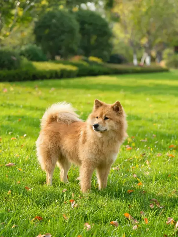 绿色草坪上的浅棕色本土犬