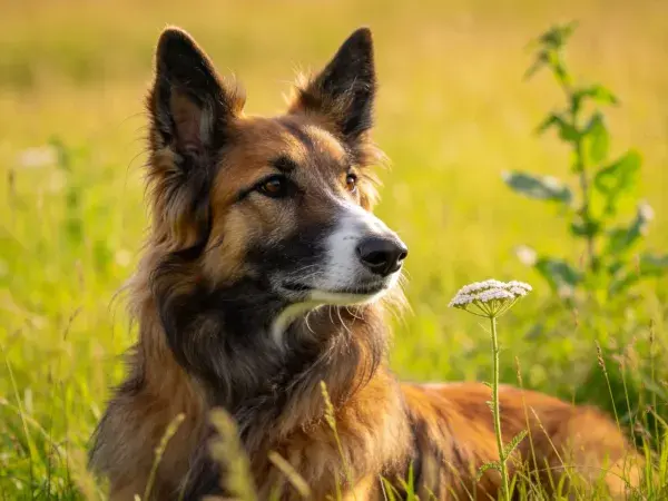 阳光草地里的德牧混种犬特写镜头