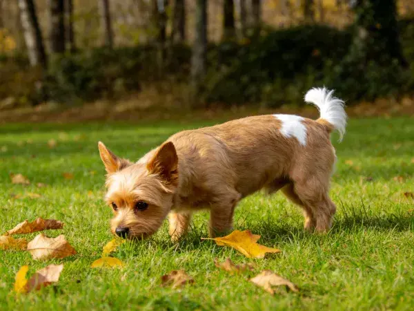 草地落叶间的小型梗类犬特写