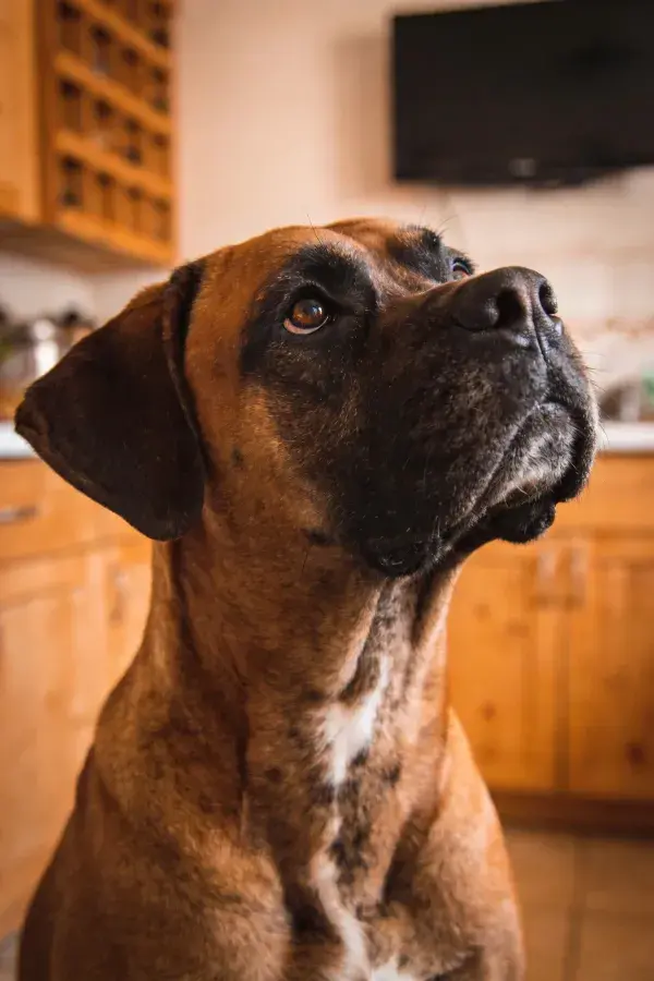 静态特写下的棕色大型猛犬形象