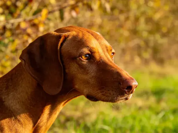 户外草地间维兹拉犬侧头特写