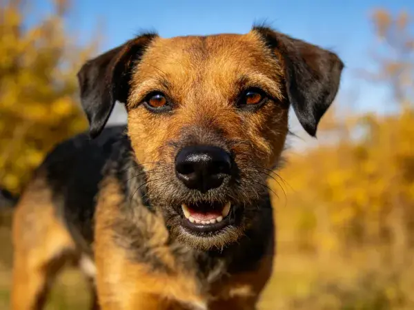 阳光下边境梗犬的特写镜头