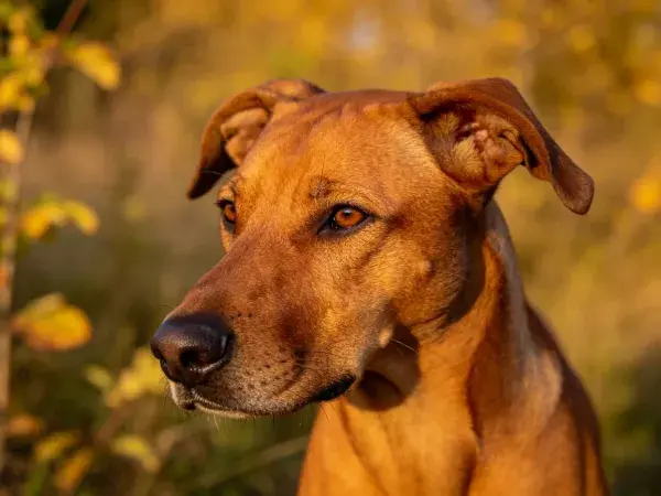 户外暖光下的鲁德西恩脊背犬特写