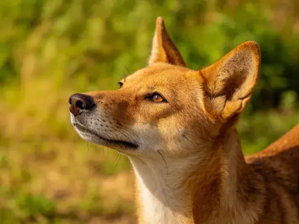 澳洲野犬头部特写于环境