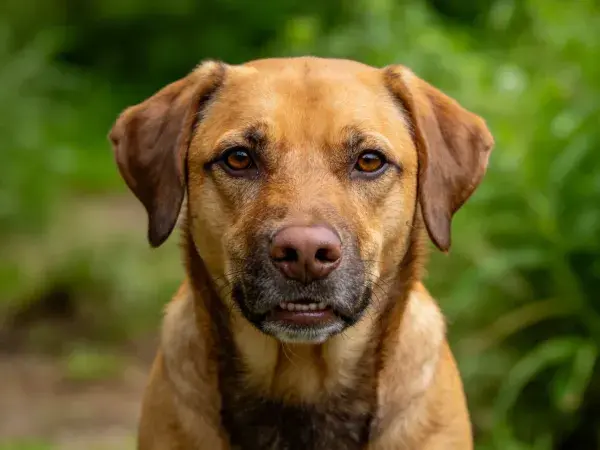林边缘处短毛混种犬的特写镜头