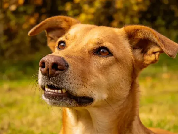 短毛混种犬于草地户外特写