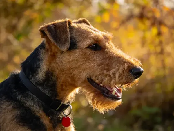 户外阳光下的艾尔金猎犬特写镜头