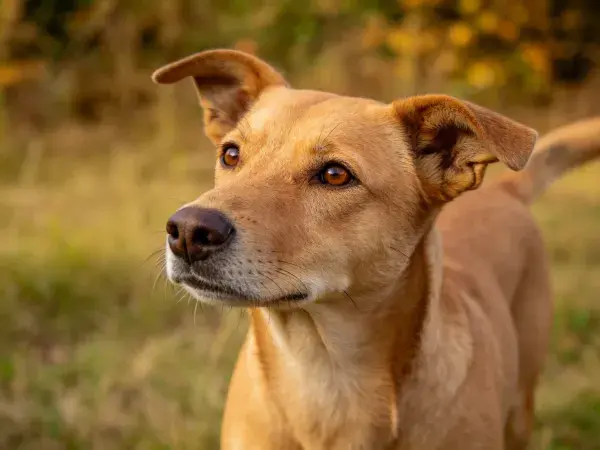 草地中短毛家犬凝视特写