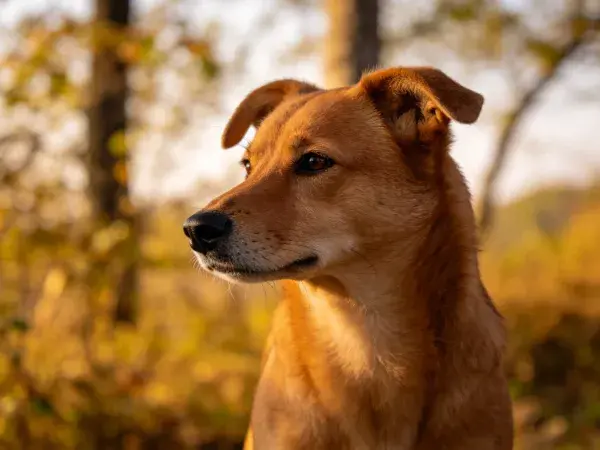 秋林暖光下赤褐色短毛混种犬特写