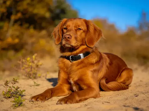 沙滩上的金毛寻回犬幼犬