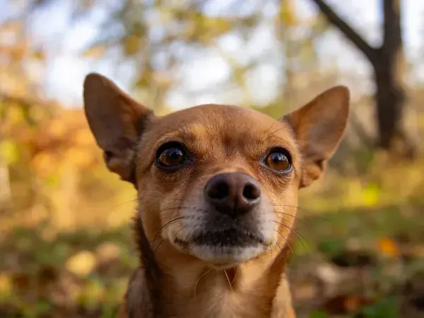 秋日树林中小型犬只特写