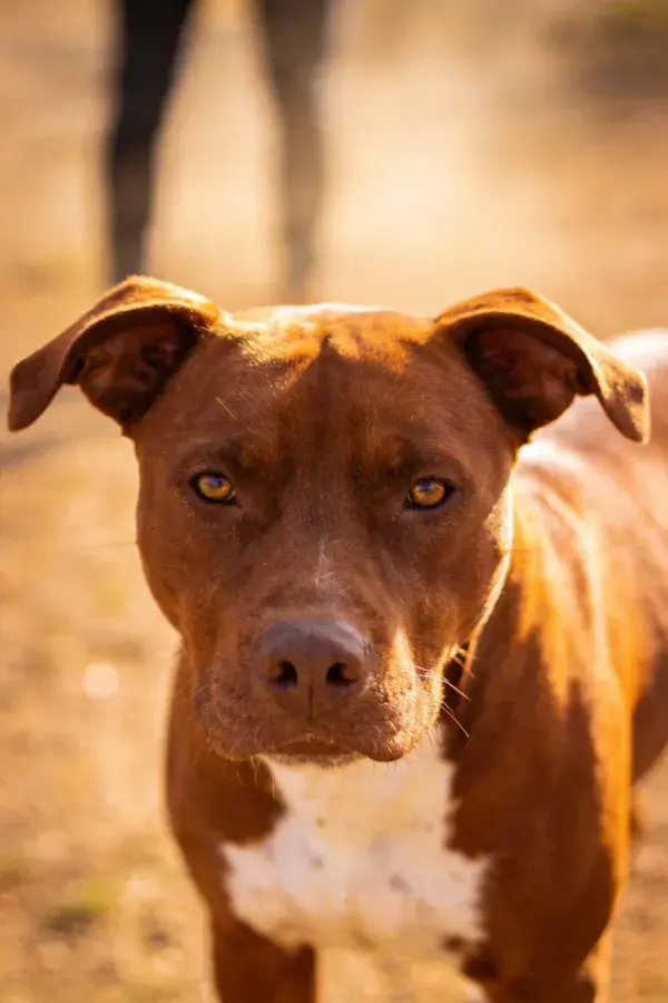 阳光明媚草地上的红白比特犬特写