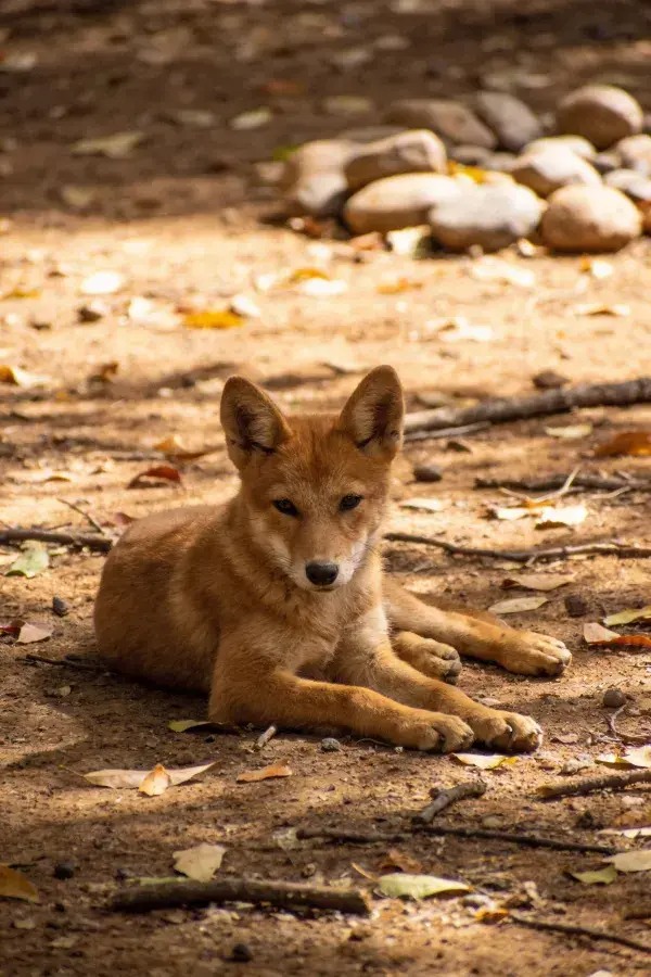 沙地上的澳洲野犬幼崽