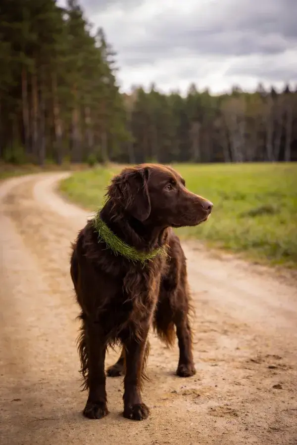 林间土路上一只长毛寻回犬